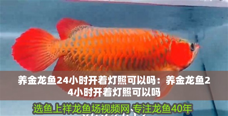 養金龍魚24小時開著燈照可以嗎：養金龍魚24小時開著燈照可以嗎