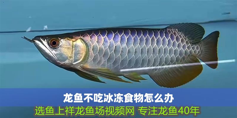龍魚不吃冰凍食物怎么辦