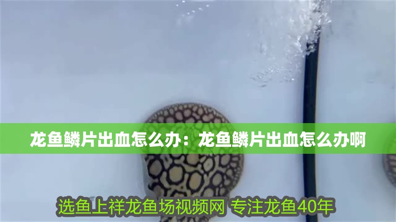 龍魚鱗片出血怎么辦：龍魚鱗片出血怎么辦啊