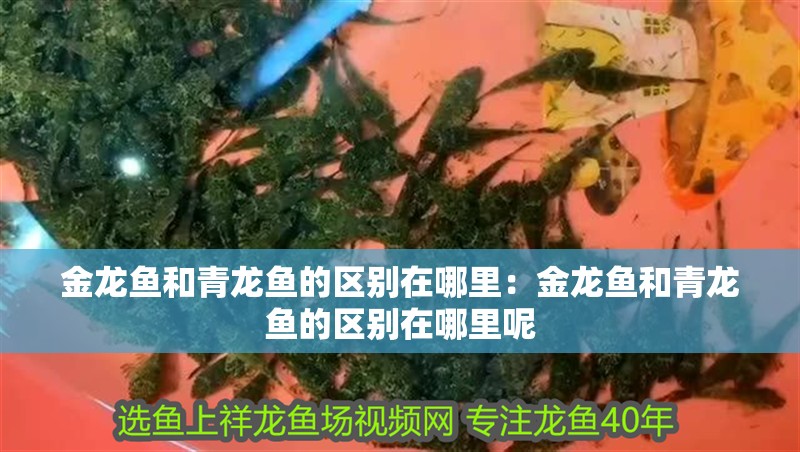 金龍魚和青龍魚的區(qū)別在哪里：金龍魚和青龍魚的區(qū)別在哪里呢