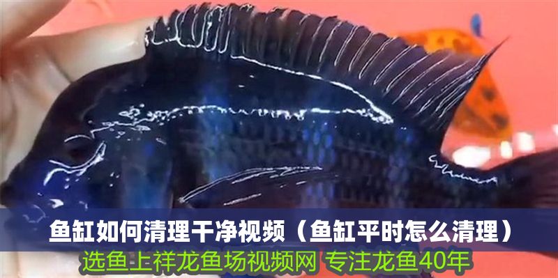 魚缸如何清理干凈視頻（魚缸平時怎么清理）