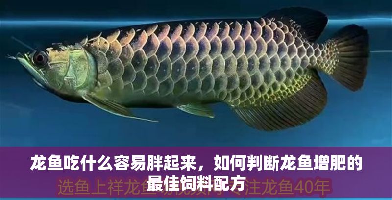 龍魚吃什么容易胖起來，如何判斷龍魚增肥的最佳飼料配方