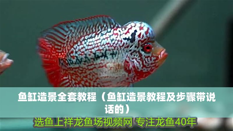 魚缸造景全套教程（魚缸造景教程及步驟帶說話的）