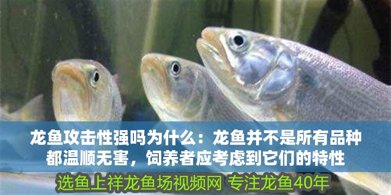 龍魚攻擊性強嗎為什么：龍魚并不是所有品種都溫順無害，飼養者應考慮到它們的特性