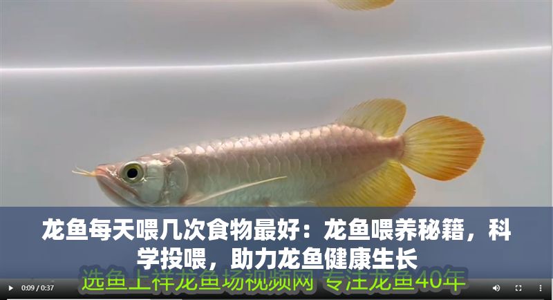 龍魚每天喂幾次食物最好：龍魚喂養秘籍，科學投喂，助力龍魚健康生長