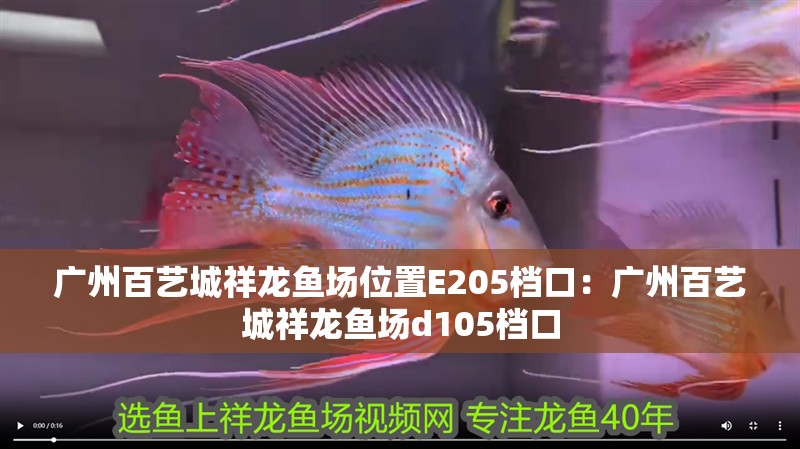 廣州百藝城祥龍魚場位置E205檔口：廣州百藝城祥龍魚場d105檔口
