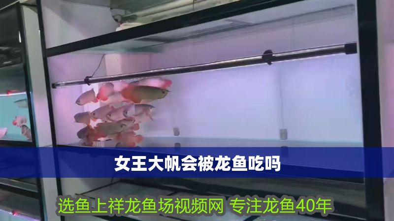 女王大帆會被龍魚吃嗎