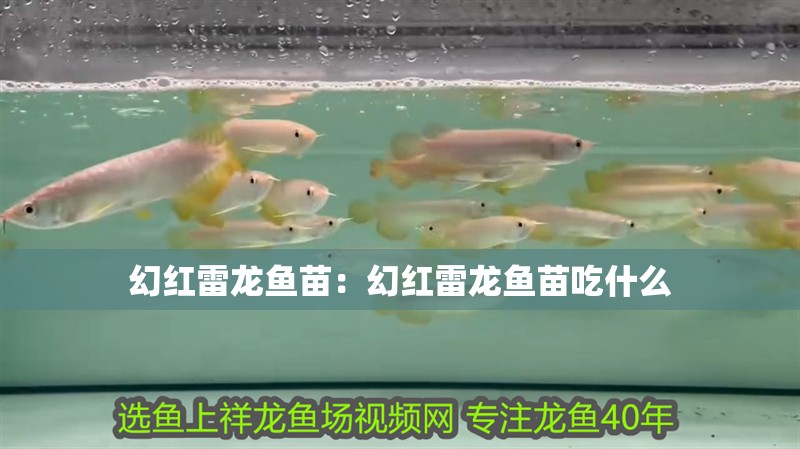幻紅雷龍魚苗：幻紅雷龍魚苗吃什么