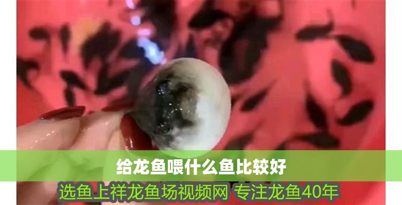 給龍魚喂什么魚比較好