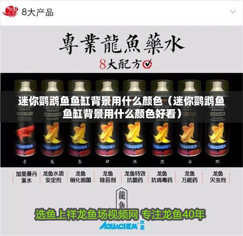 迷你鸚鵡魚魚缸背景用什么顏色（迷你鸚鵡魚魚缸背景用什么顏色好看）