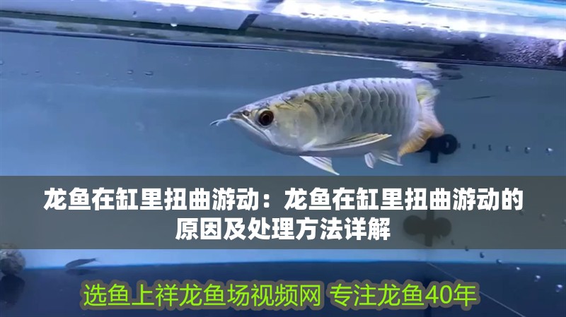 龍魚在缸里扭曲游動：龍魚在缸里扭曲游動的原因及處理方法詳解