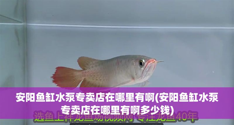 安陽魚缸水泵專賣店在哪里有啊(安陽魚缸水泵專賣店在哪里有啊多少錢)