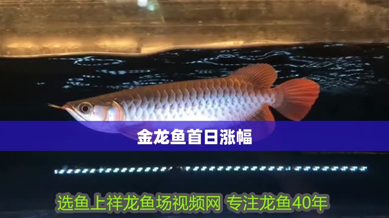 金龍魚首日漲幅