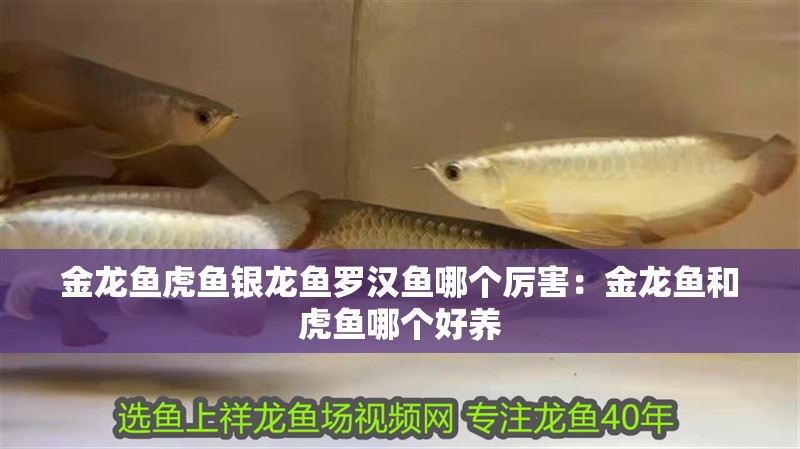 金龍魚虎魚銀龍魚羅漢魚哪個厲害：金龍魚和虎魚哪個好養