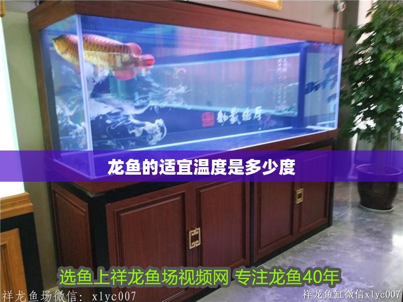 龍魚的適宜溫度是多少度