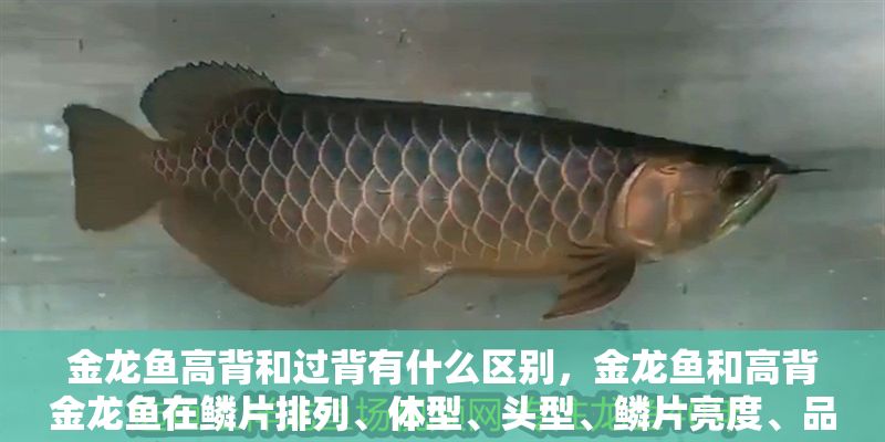 金龍魚高背和過背有什么區別，金龍魚和高背金龍魚在鱗片排列、體型、頭型、鱗片亮度、品種鑒賞技巧
