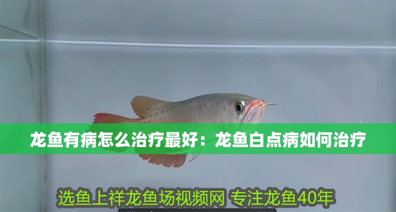 龍魚有病怎么治療最好：龍魚白點病如何治療