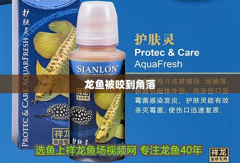 龍魚被咬到角落