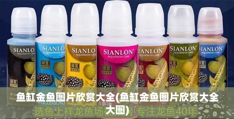 魚缸金魚圖片欣賞大全(魚缸金魚圖片欣賞大全大圖)