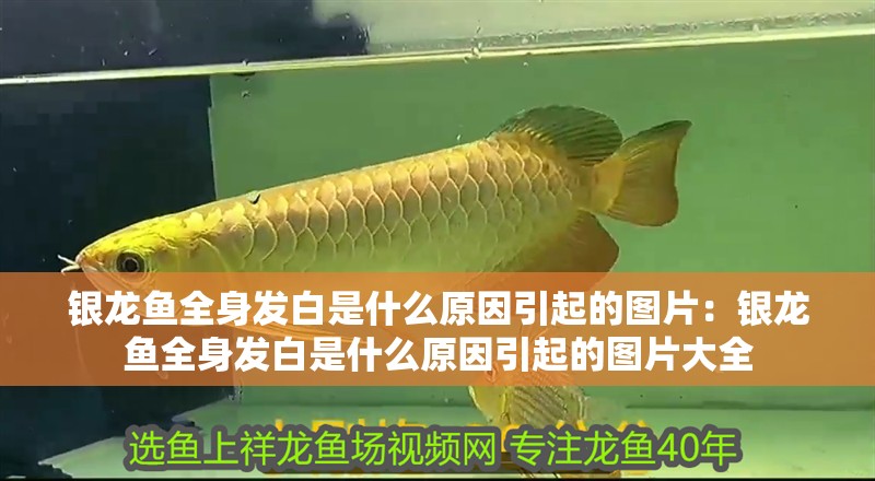 銀龍魚全身發白是什么原因引起的圖片：銀龍魚全身發白是什么原因引起的圖片大全
