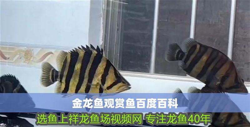 金龍魚觀賞魚百度百科