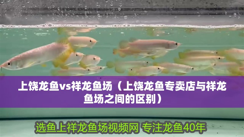 上饒龍魚vs祥龍魚場（上饒龍魚專賣店與祥龍魚場之間的區別）