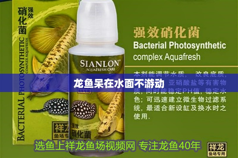 龍魚呆在水面不游動