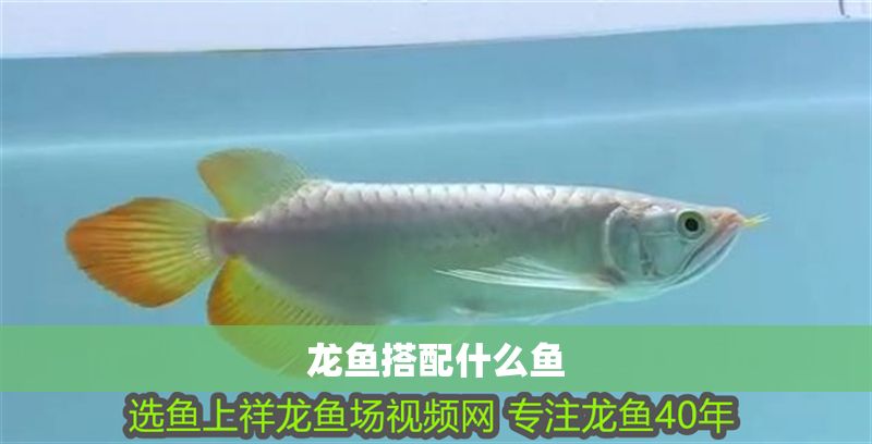 龍魚搭配什么魚