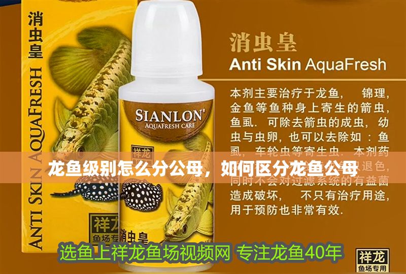龍魚級別怎么分公母，如何區分龍魚公母 龍魚級別怎么分公母，如何區分龍魚公母 龍魚百科 第2張