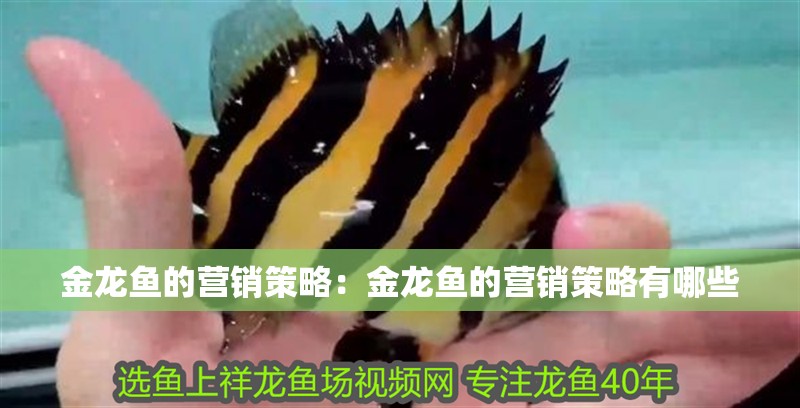 金龍魚的營銷策略：金龍魚的營銷策略有哪些