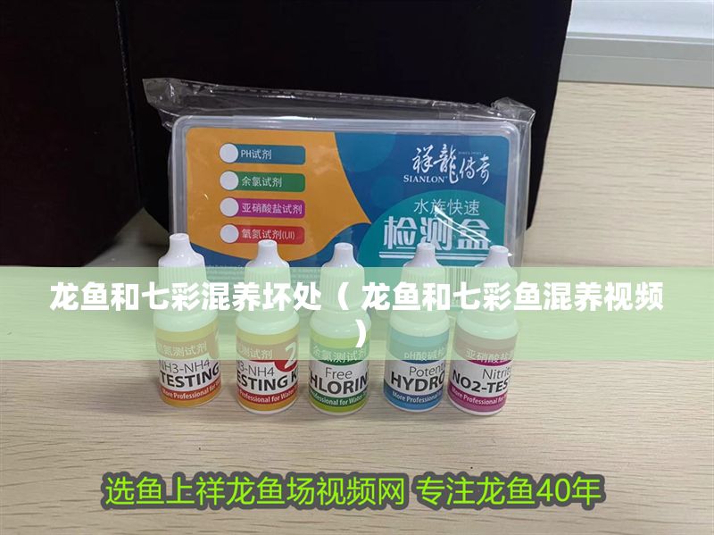 龍魚和七彩混養(yǎng)壞處（ 龍魚和七彩魚混養(yǎng)視頻）