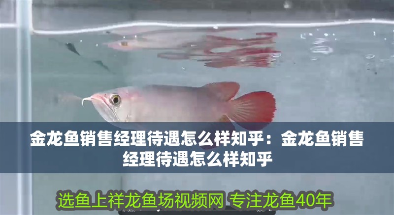 金龍魚銷售經理待遇怎么樣知乎：金龍魚銷售經理待遇怎么樣知乎