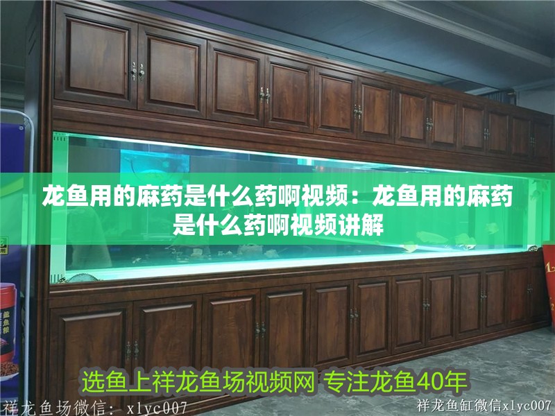 龍魚用的麻藥是什么藥啊視頻：龍魚用的麻藥是什么藥啊視頻講解