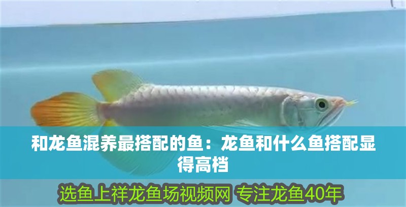 和龍魚混養(yǎng)最搭配的魚：龍魚和什么魚搭配顯得高檔