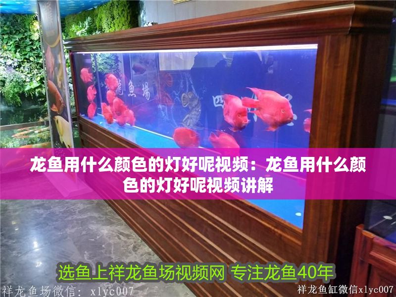 龍魚用什么顏色的燈好呢視頻：龍魚用什么顏色的燈好呢視頻講解