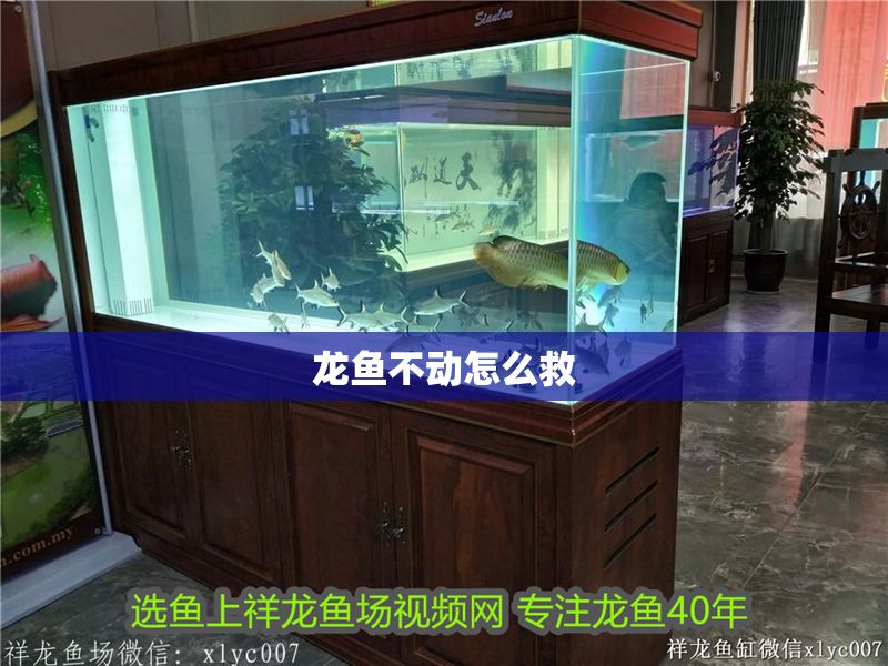 龍魚不動怎么救