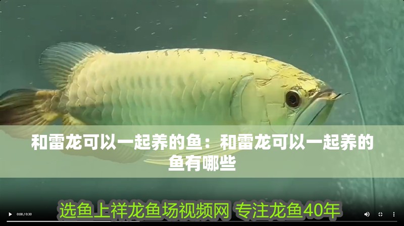 和雷龍可以一起養(yǎng)的魚(yú)：和雷龍可以一起養(yǎng)的魚(yú)有哪些
