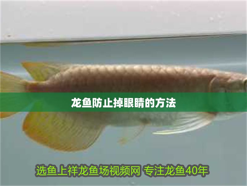 龍魚防止掉眼睛的方法