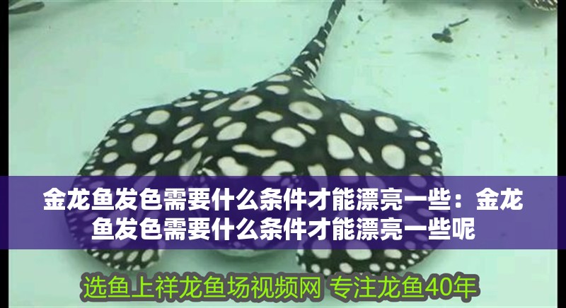 金龍魚發色需要什么條件才能漂亮一些：金龍魚發色需要什么條件才能漂亮一些呢
