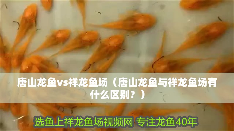 唐山龍魚vs祥龍魚場（唐山龍魚與祥龍魚場有什么區別？）