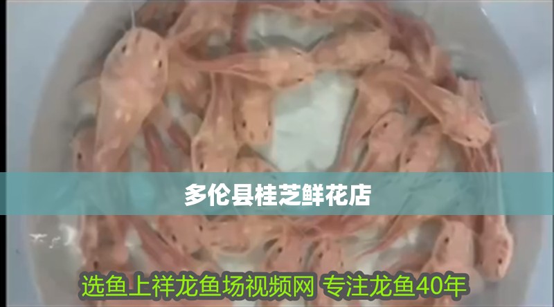 多倫縣桂芝鮮花店