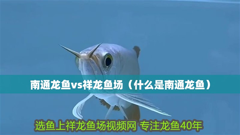 南通龍魚vs祥龍魚場（什么是南通龍魚）