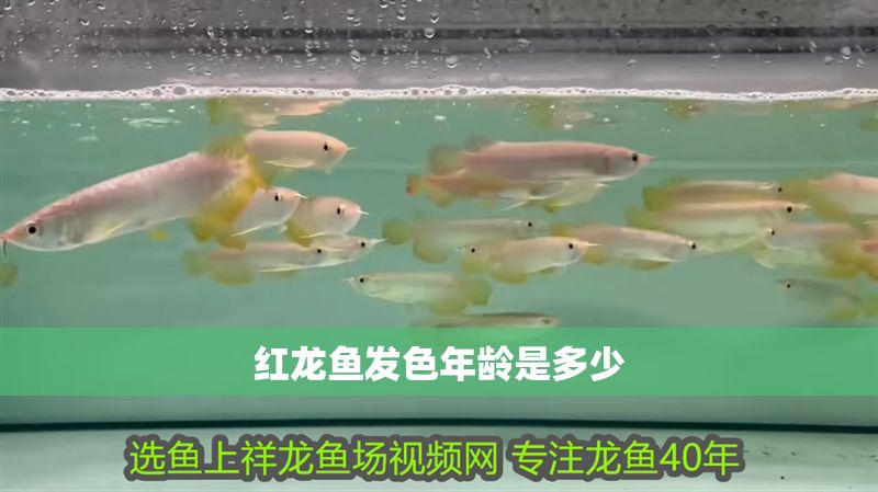 紅龍魚發(fā)色年齡是多少