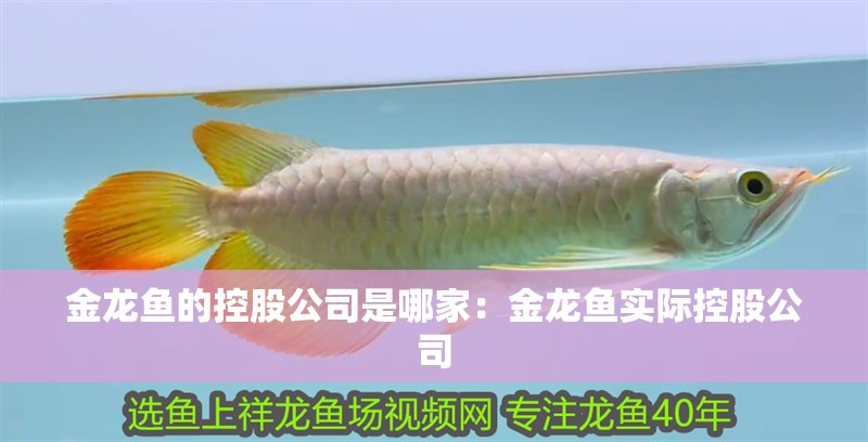 金龍魚的控股公司是哪家：金龍魚實際控股公司