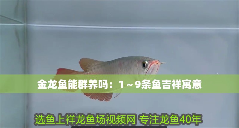 金龍魚能群養嗎：1～9條魚吉祥寓意