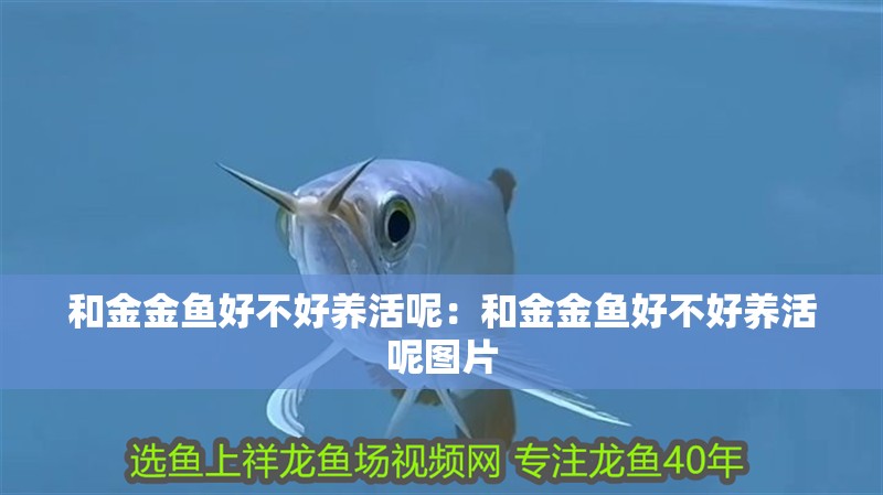 和金金魚好不好養活呢：和金金魚好不好養活呢圖片