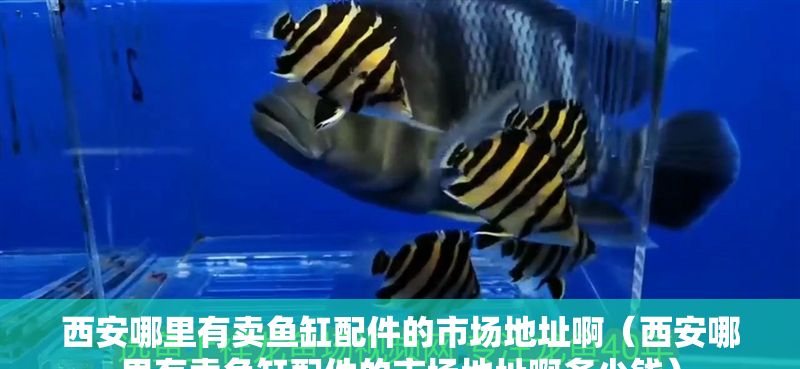 西安哪里有賣魚缸配件的市場(chǎng)地址啊（西安哪里有賣魚缸配件的市場(chǎng)地址啊多少錢）