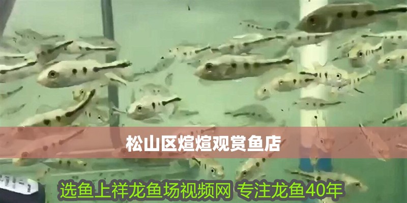 松山區煊煊觀賞魚店
