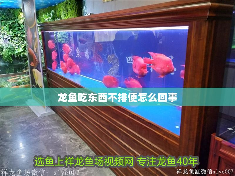 龍魚吃東西不排便怎么回事