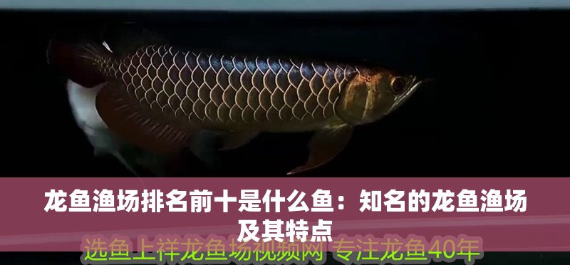龍魚漁場排名前十是什么魚：知名的龍魚漁場及其特點